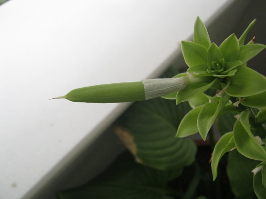 Name:  hosta.jpg
Views: 949
Size:  49.8 KB