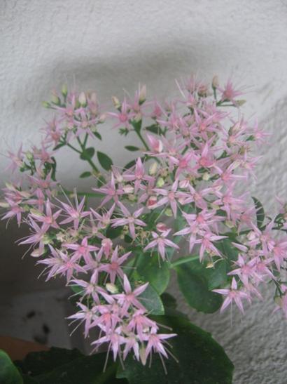 Name:  sedum autumn joy1.jpg
Views: 1006
Size:  34.3 KB