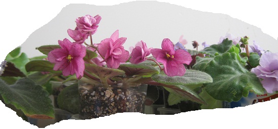 Name:  meneke1.jpg
Views: 859
Size:  53.5 KB
