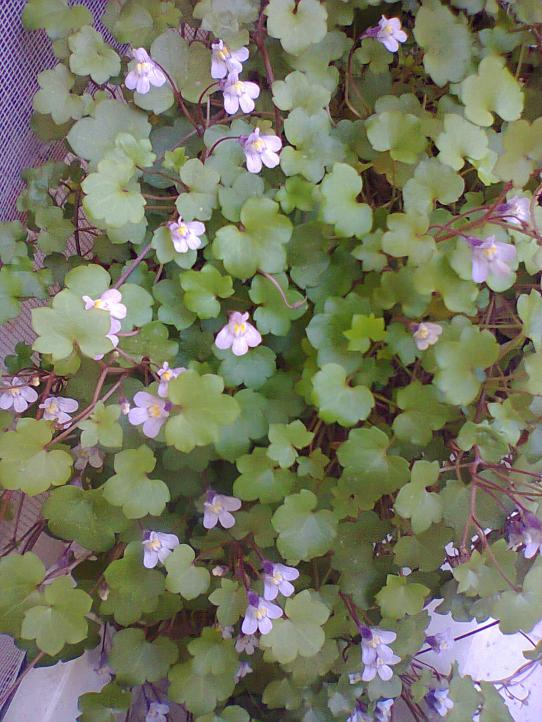 Name:  Nakka-5.jpg
Views: 709
Size:  73.7 KB