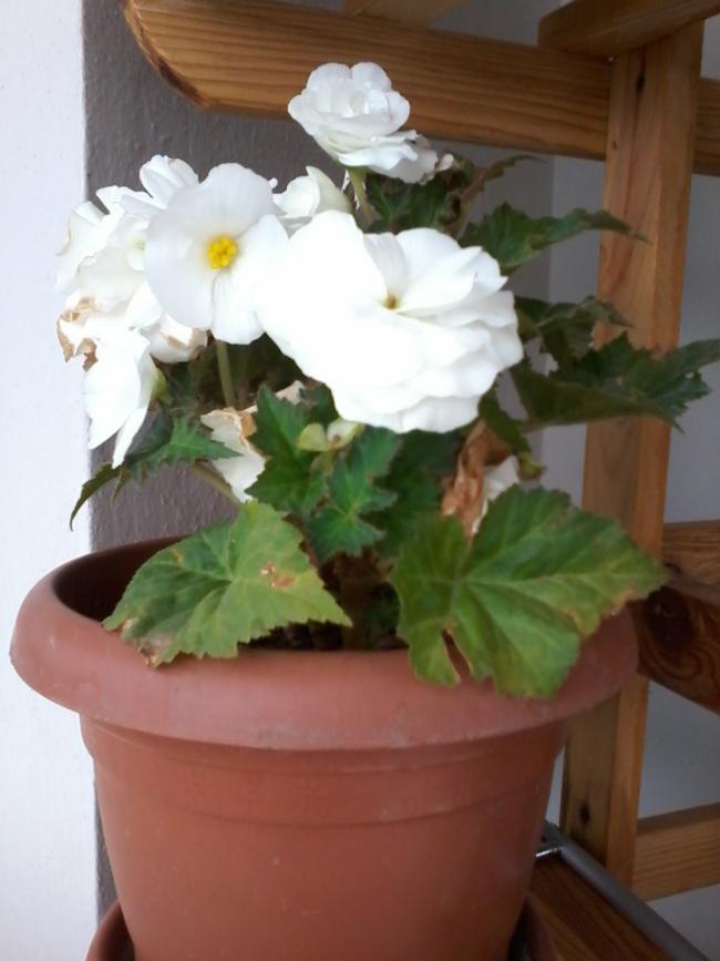 Name:  20151025_145736.jpg
Views: 1530
Size:  47.5 KB