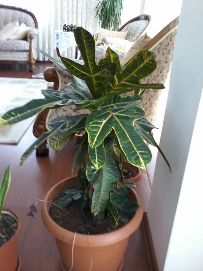 Name:  balkon ieklerim 127.jpg
Views: 1543
Size:  65.8 KB