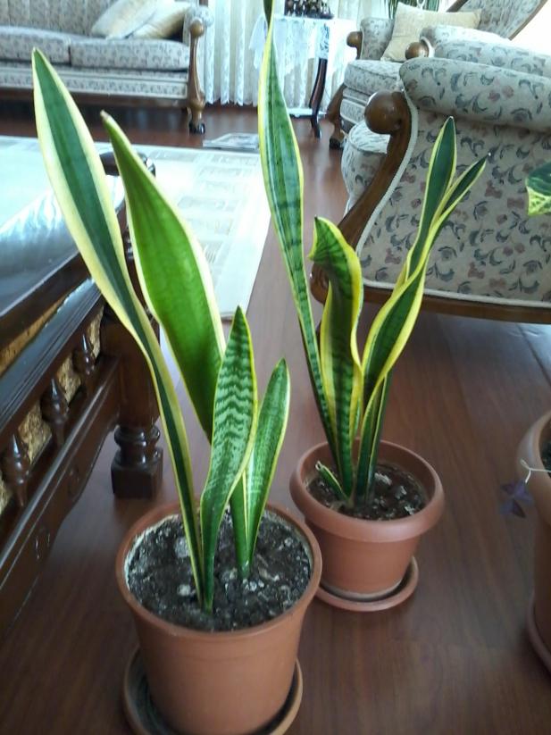 Name:  balkon ieklerim 128.jpg
Views: 1417
Size:  71.9 KB