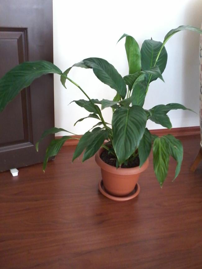 Name:  balkon ieklerim 126.jpg
Views: 1397
Size:  45.1 KB