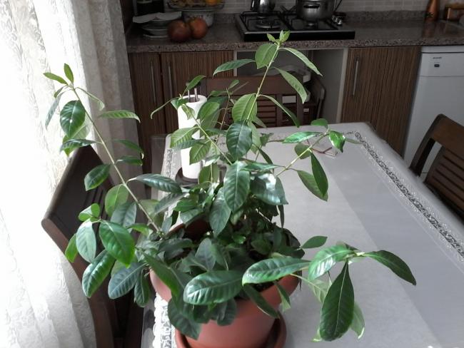 Name:  balkon ieklerim 131.jpg
Views: 719
Size:  49.3 KB