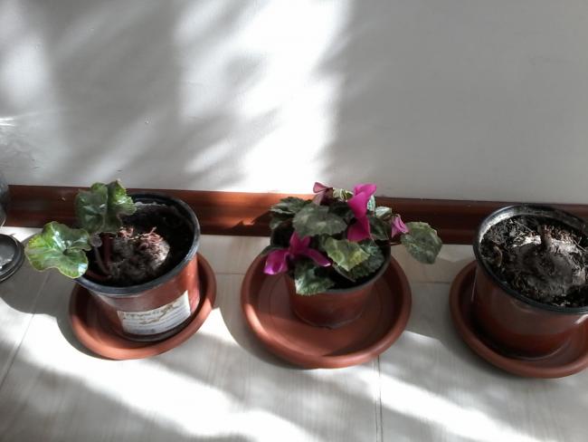 Name:  balkon ieklerim 133.jpg
Views: 696
Size:  30.9 KB