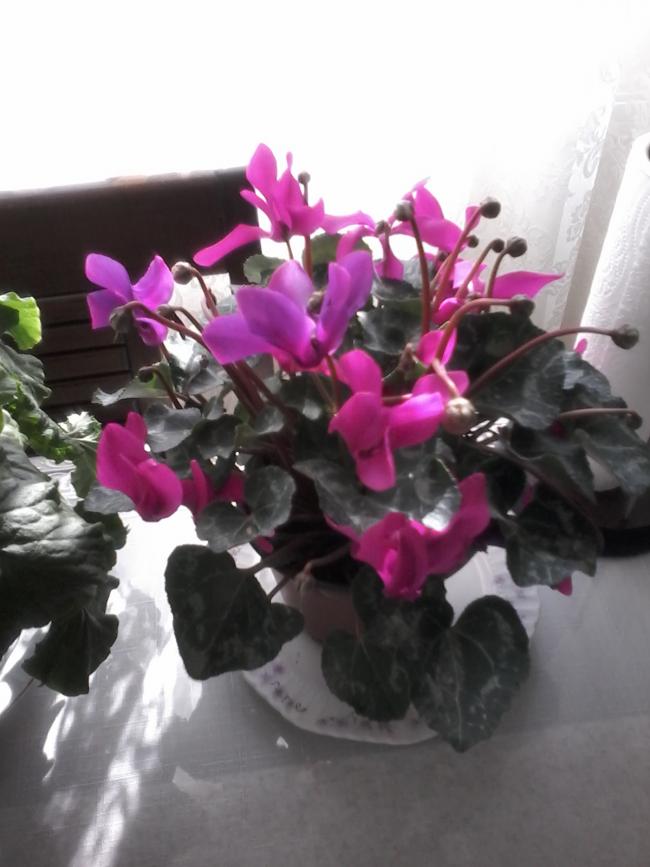 Name:  20150120_130012.jpg
Views: 681
Size:  54.7 KB