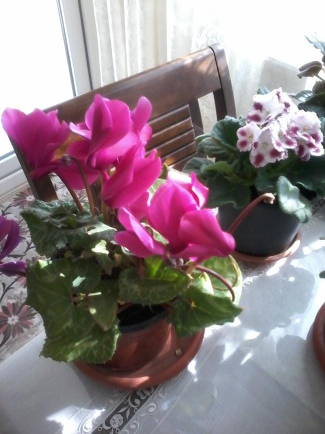 Name:  20150120_130021.jpg
Views: 687
Size:  61.6 KB