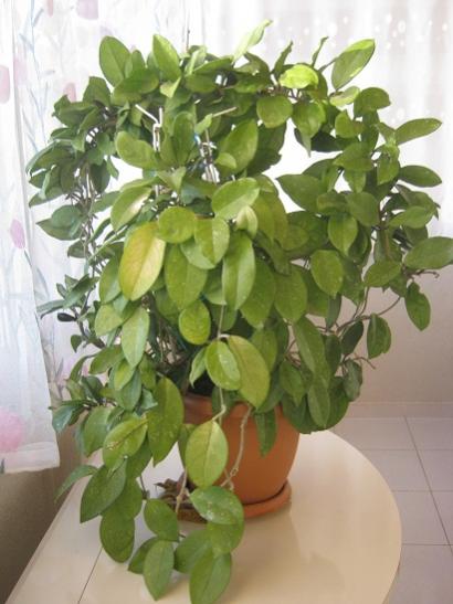 Name:  h. carnosa.jpg
Views: 970
Size:  35.7 KB