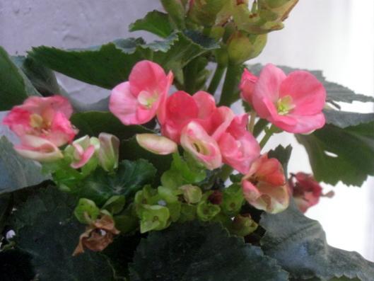 Name:  IMG_6702.jpg
Views: 460
Size:  28.2 KB