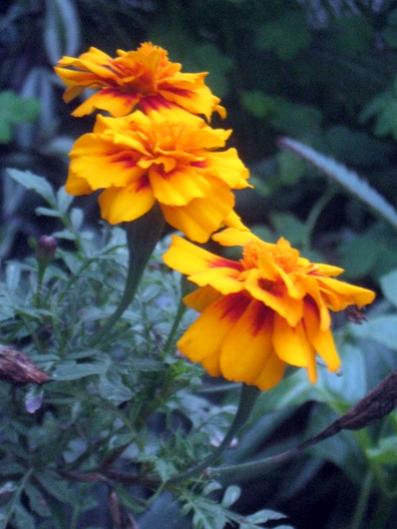 Name:  IMG_6726.jpg
Views: 461
Size:  32.0 KB