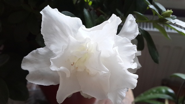 Name:  20151014_083122.jpg
Views: 587
Size:  60.3 KB