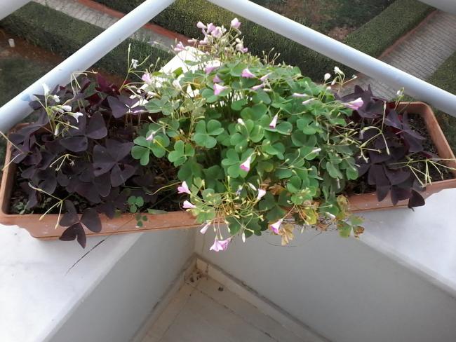 Name:  balkon ieklerim 015.jpg
Views: 639
Size:  56.1 KB