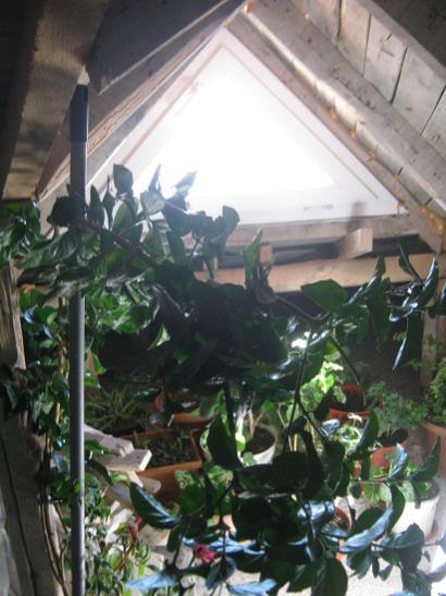 Name:  tavanaras.jpg
Views: 723
Size:  40.9 KB