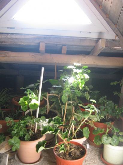 Name:  tavanaras1.jpg
Views: 730
Size:  34.1 KB