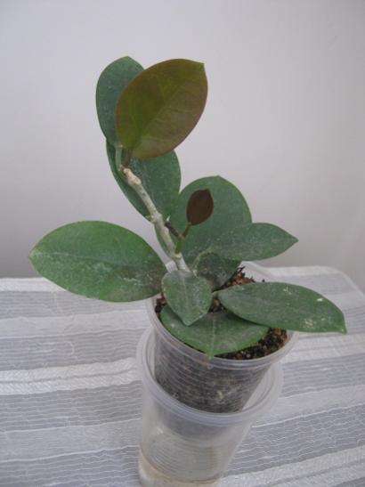 Name:  h. australis.jpg
Views: 666
Size:  22.0 KB