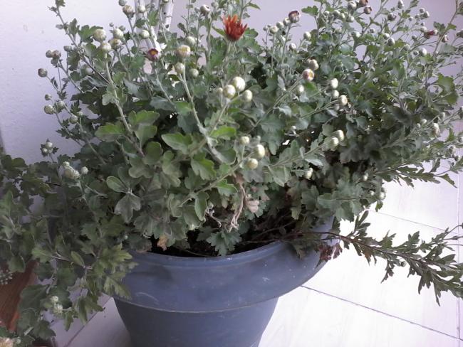 Name:  balkon ieklerim 016.jpg
Views: 653
Size:  61.2 KB