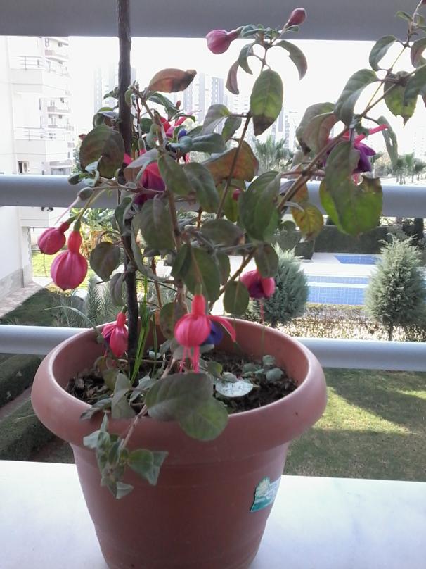 Name:  balkon ieklerim 017.jpg
Views: 621
Size:  72.1 KB