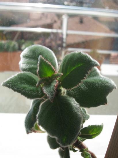 Name:  kohleria.jpg
Views: 883
Size:  27.3 KB