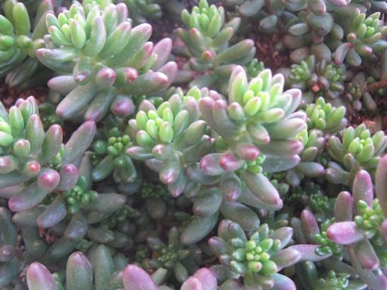 Name:  sedum rubrotinctum.jpg
Views: 856
Size:  41.6 KB