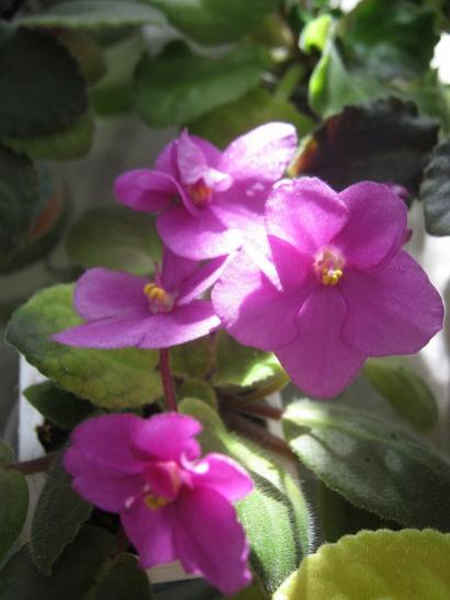 Name:  meneke5.jpg
Views: 940
Size:  27.6 KB