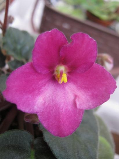 Name:  meneke1.jpg
Views: 906
Size:  23.9 KB