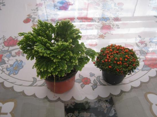 Name:  yeniler.jpg
Views: 1081
Size:  33.1 KB