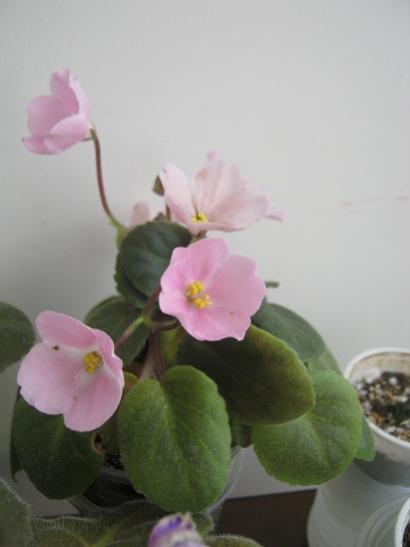 Name:  pembe.jpg
Views: 686
Size:  18.3 KB