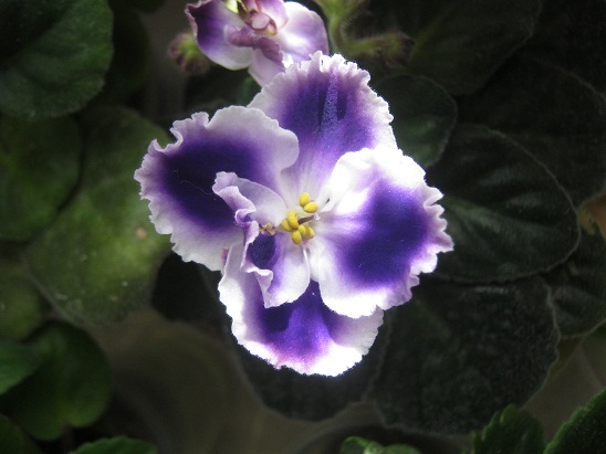 Name:  meneke15.jpg
Views: 696
Size:  68.3 KB