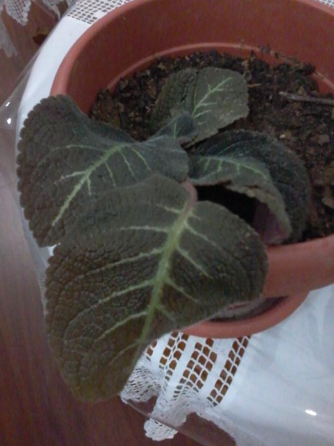 Name:  yeni iekler 017.jpg
Views: 828
Size:  55.5 KB