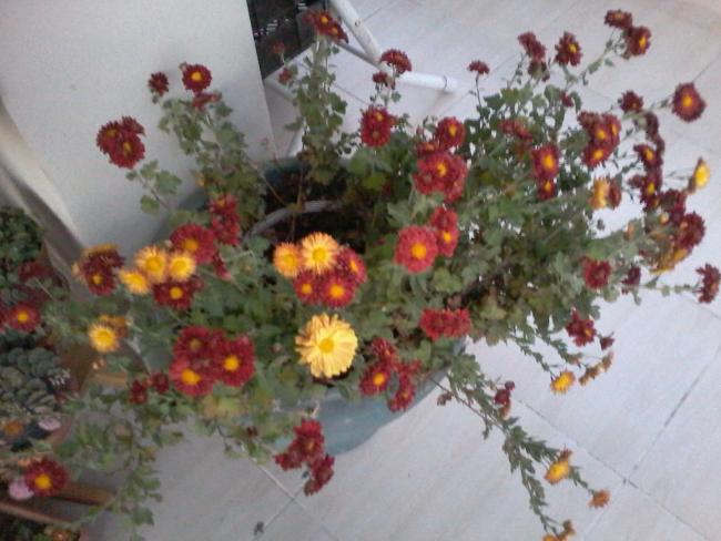 Name:  yeni iekler 011.jpg
Views: 636
Size:  47.1 KB
