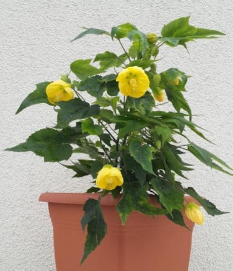 Name:  20151006_122807.jpg
Views: 775
Size:  43.1 KB