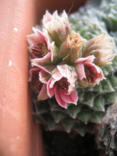 Name:  sempervivum.jpg
Views: 833
Size:  27.1 KB