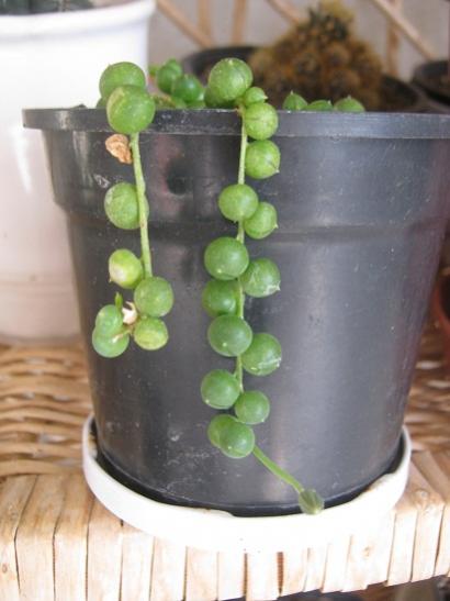 Name:  senecio r..jpg
Views: 821
Size:  28.2 KB