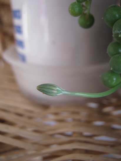Name:  senecio r.1.jpg
Views: 881
Size:  65.2 KB