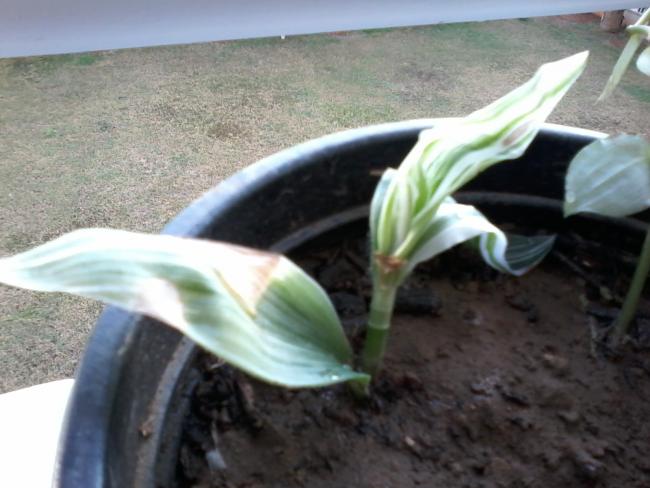 Name:  yeni klasr 026.jpg
Views: 685
Size:  41.1 KB