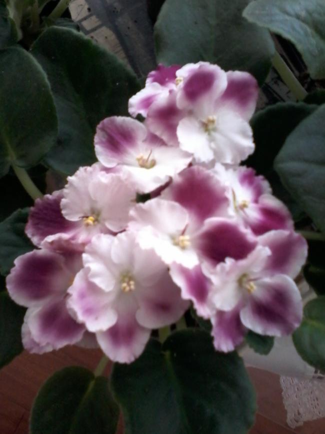 Name:  yeni klasr 034.jpg
Views: 747
Size:  49.3 KB