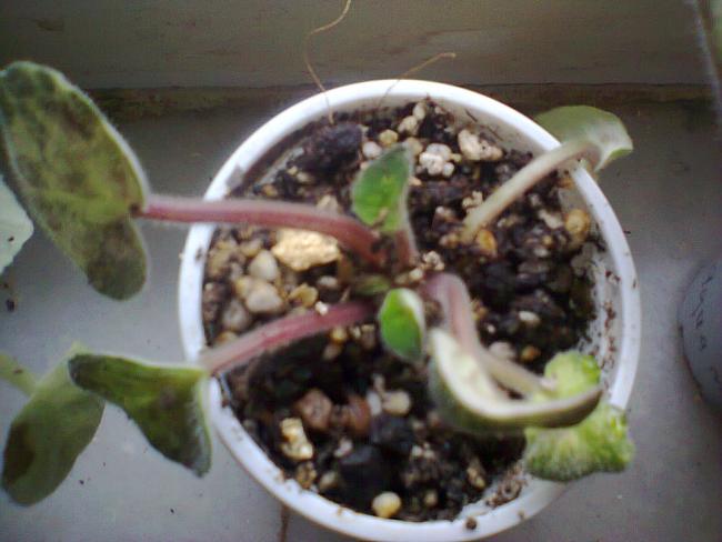 Name:  menekecik-5.jpg
Views: 462
Size:  38.9 KB