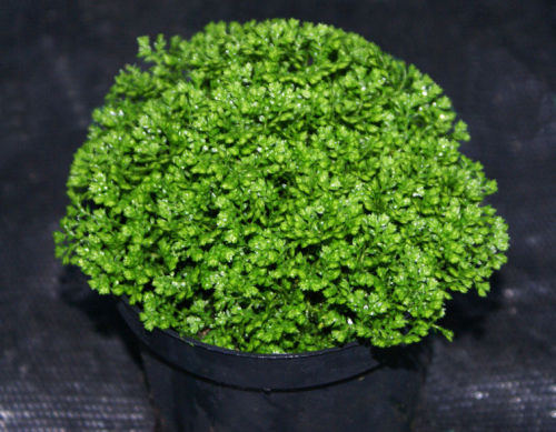 Name:  Selaginellabrownii.jpg
Views: 881
Size:  56.2 KB
