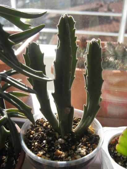 Name:  stapelia.jpg
Views: 800
Size:  38.3 KB
