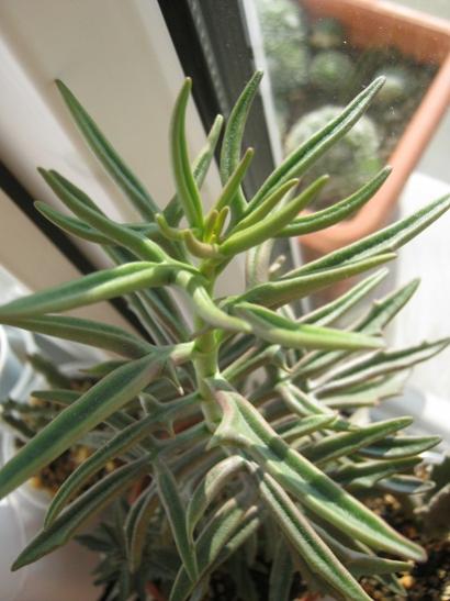 Name:  kalanchoe kiensis.jpg
Views: 746
Size:  36.5 KB