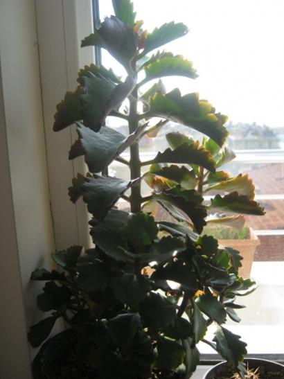 Name:  kalanchoe longiflora.jpg
Views: 741
Size:  28.8 KB