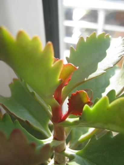 Name:  k. longiflora1.jpg
Views: 749
Size:  22.9 KB
