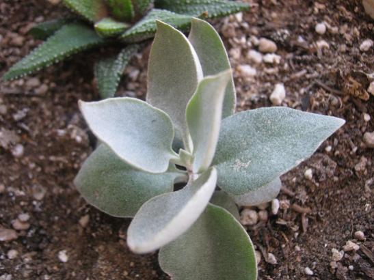 Name:  kalanchoe hildebriandtii.jpg
Views: 763
Size:  41.1 KB
