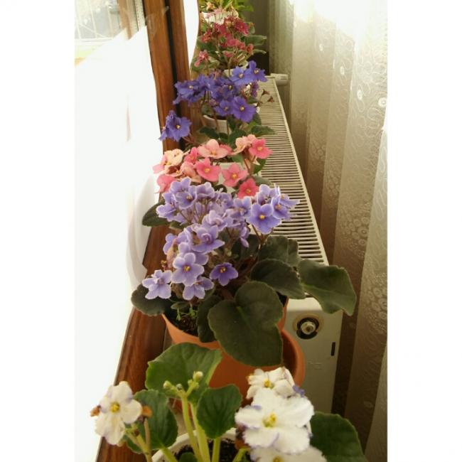 Name:  PhotoGrid_1449909017773.jpg
Views: 477
Size:  43.6 KB