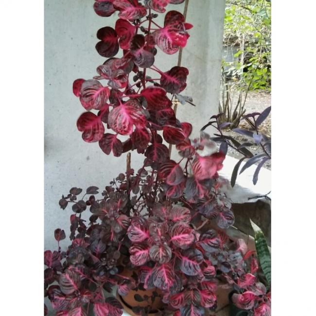 Name:  PhotoGrid_1449909382054.jpg
Views: 1869
Size:  62.8 KB