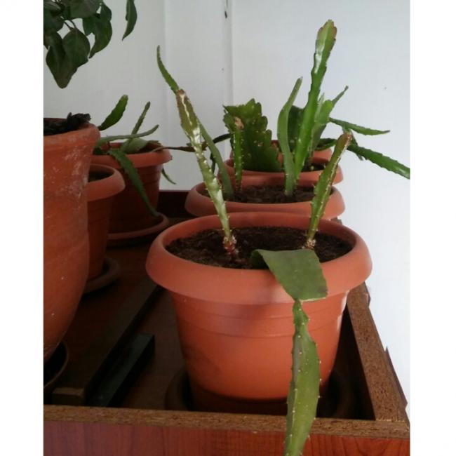 Name:  PhotoGrid_1449908838423.jpg
Views: 1002
Size:  36.4 KB