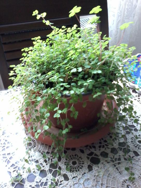 Name:  balkon ieklerim 040.jpg
Views: 656
Size:  76.3 KB