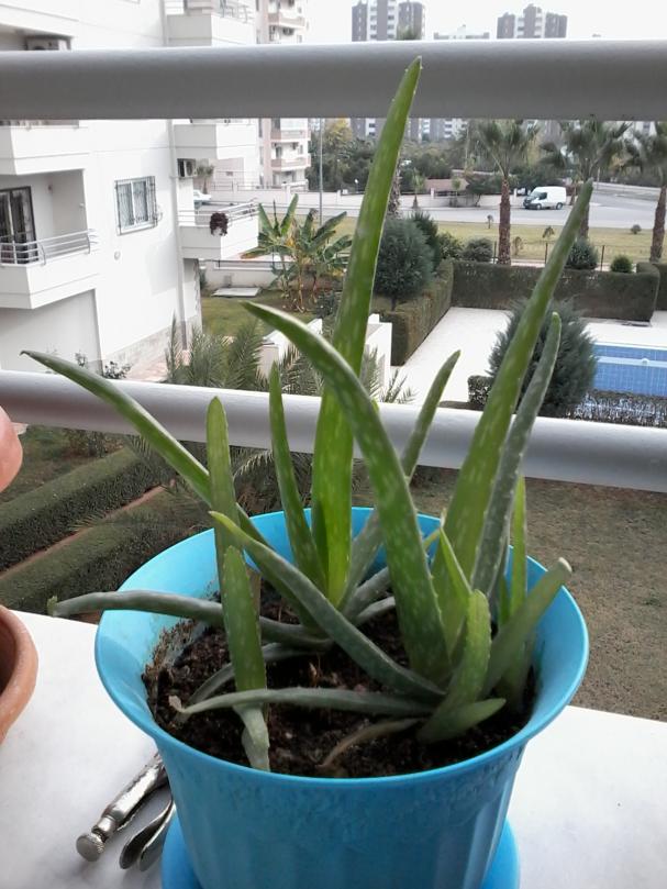 Name:  balkon ieklerim 032.jpg
Views: 660
Size:  71.7 KB