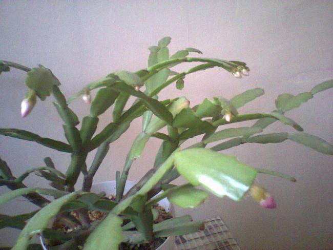 Name:  ubat-14.jpg
Views: 544
Size:  38.7 KB